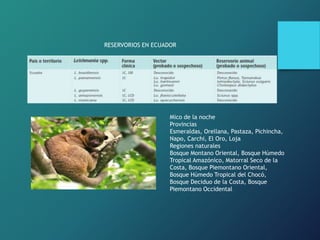Mico de la noche
Provincias
Esmeraldas, Orellana, Pastaza, Pichincha,
Napo, Carchi, El Oro, Loja
Regiones naturales
Bosque Montano Oriental, Bosque Húmedo
Tropical Amazónico, Matorral Seco de la
Costa, Bosque Piemontano Oriental,
Bosque Húmedo Tropical del Chocó,
Bosque Deciduo de la Costa, Bosque
Piemontano Occidental
RESERVORIOS EN ECUADOR
 