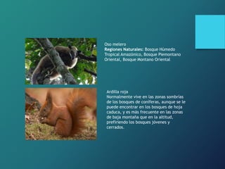 Oso melero
Regiones Naturales: Bosque Húmedo
Tropical Amazónico, Bosque Piemontano
Oriental, Bosque Montano Oriental
Ardilla roja
Normalmente vive en las zonas sombrías
de los bosques de coníferas, aunque se le
puede encontrar en los bosques de hoja
caduca, y es más frecuente en las zonas
de baja montaña que en la altitud,
prefiriendo los bosques jóvenes y
cerrados.
 
