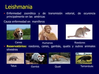 Leishmania
• Enfermedad zoonótica y de transmisión vetorial, de ocurencia
principalmente en las américas
Causa enfermedad en mamíferos
• Reservatórios: roedores, canes, gambás, quatis y outros animales
silvestres
Canes Humanos Roedores
Tatus Gambá Quati Tamanduás
 
