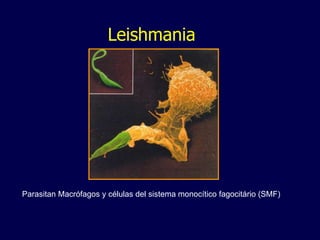 Leishmania
Parasitan Macrófagos y células del sistema monocítico fagocitário (SMF)
 