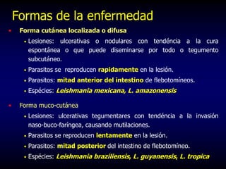 Formas de la enfermedad
• Forma cutánea localizada o difusa
• Lesiones: ulcerativas o nodulares con tendéncia a la cura
espontánea o que puede diseminarse por todo o tegumento
subcutáneo.
• Parasitos se reproducen rapidamente en la lesión.
• Parasitos: mitad anterior del intestino de flebotomíneos.
• Espécies: Leishmania mexicana, L. amazonensis
• Forma muco-cutánea
• Lesiones: ulcerativas tegumentares con tendéncia a la invasión
naso-buco-faríngea, causando mutilaciones.
• Parasitos se reproducen lentamente en la lesión.
• Parasitos: mitad posterior del intestino de flebotomíneo.
• Espécies: Leishmania braziliensis, L. guyanensis, L. tropica
 