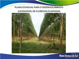 PLANO ESTADUAL PARA O DESENVOLVIMENTO
  SUSTENTÁVEL DE FLORESTAS PLANTADAS
 