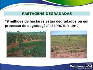 PASTAGENS DEGRADADAS

“9 milhões de hectares estão degradados ou em
processo de degradação” (SEPROTUR - 2010)
 
