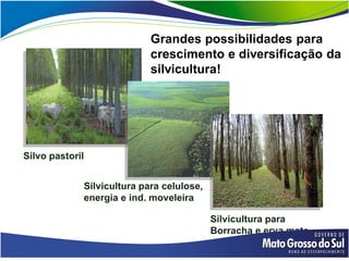 Grandes possibilidades para
                            crescimento e diversificação da
                            silvicultura!




Silvo pastoril


             Silvicultura para celulose,
             energia e ind. moveleira

                                           Silvicultura para
                                           Borracha e erva mate
 