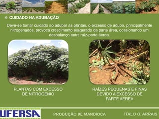  CUIDADO NA ADUBAÇÃO
Deve-se tomar cuidado ao adubar as plantas, o excesso de adubo, principalmente
nitrogenados, provoca crescimento exagerado da parte área, ocasionando um
desbalanço entre raíz-parte áerea.
PLANTAS COM EXCESSO
DE NITROGENIO
RAÍZES PEQUENAS E FINAS
DEVIDO A EXCESSO DE
PARTE AÉREA
 