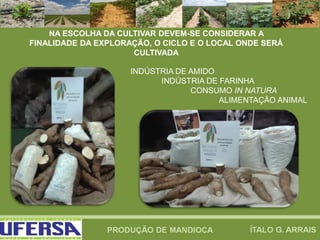 NA ESCOLHA DA CULTIVAR DEVEM-SE CONSIDERAR A
FINALIDADE DA EXPLORAÇÃO, O CICLO E O LOCAL ONDE SERÁ
CULTIVADA
INDÚSTRIA DE AMIDO
INDÚSTRIA DE FARINHA
CONSUMO IN NATURA
ALIMENTAÇÃO ANIMAL
 