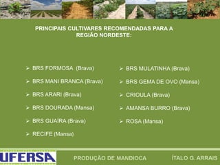 PRINCIPAIS CULTIVARES RECOMENDADAS PARA A
REGIÃO NORDESTE:
 BRS FORMOSA (Brava)
 BRS MANI BRANCA (Brava)
 BRS ARARI (Brava)
 BRS DOURADA (Mansa)
 BRS GUAÍRA (Brava)
 RECIFE (Mansa)
 BRS MULATINHA (Brava)
 BRS GEMA DE OVO (Mansa)
 CRIOULA (Brava)
 AMANSA BURRO (Brava)
 ROSA (Mansa)
 
