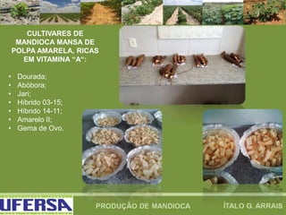 CULTIVARES DE
MANDIOCA MANSA DE
POLPA AMARELA, RICAS
EM VITAMINA “A“:
• Dourada;
• Abóbora;
• Jari;
• Híbrido 03-15;
• Híbrido 14-11;
• Amarelo II;
• Gema de Ovo.
 