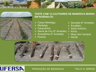 TESTE COM 12 CULTIVARES DE MANDIOCA MANSA
EM RUSSAS-CE:
 Cacau Manteiga;
 Manteiga;
 Cacauzinho;
 Gema de Ovo (P. Amarela);
 Amarelinha (P. Amarela);
 Paraná;
 Dourada (P. Amarela);
 Eucalipto;
 Santo Antônio;
 Kiriris;
 Mujui dos Campos;
 Recife.
 