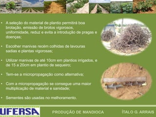 • A seleção do material de plantio permitirá boa
brotação, emissão de brotos vigorosos,
uniformidade, reduz e evita a introdução de pragas e
doenças;
• Escolher manivas recém colhidas de lavouras
sadias e plantas vigorosas;
• Utilizar manivas de até 10cm em plantios irrigados, e
de 15 a 20cm em plantio de sequeiro;
• Tem-se a micropropagação como alternativa;
• Com a micropropagação se consegue uma maior
multiplicação de material e sanidade;
• Sementes são usadas no melhoramento.
 