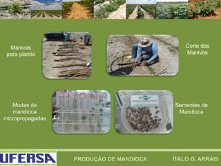 Manivas
para plantio
Corte das
Manivas
Mudas de
mandioca
micropropagadas
Sementes de
Mandioca
 