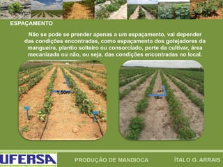 ESPAÇAMENTO
Não se pode se prender apenas a um espaçamento, vai depender
das condições encontradas, como espaçamento dos gotejadores da
mangueira, plantio solteiro ou consorciado, porte da cultivar, área
mecanizada ou não, ou seja, das condições encontradas no local.
1,50m
 