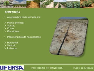 SEMEADURA
• A semeadura pode ser feita em:
 Plantio de chão;
 Sulcos;
 Covas;
 Camalhões.
• Pode ser plantada nas posições:
 Horizontal;
 Vertical;
 Inclinada.
 