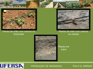 Plantio de chão com maniva na
horizontal
Plantio de chão com maniva
na vertical
Plantio em
sulco
 