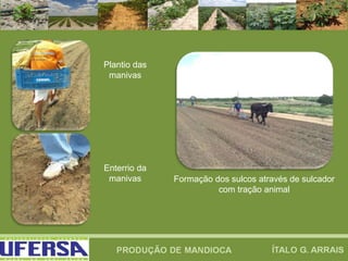 Plantio das
manivas
Formação dos sulcos através de sulcador
com tração animal
Enterrio da
manivas
 