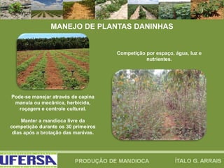MANEJO DE PLANTAS DANINHAS
Competição por espaço, água, luz e
nutrientes.
Pode-se manejar através de capina
manula ou mecânica, herbicida,
roçagem e controle cultural.
Manter a mandioca livre da
competição durante os 30 primeiros
dias após a brotação das manivas.
 