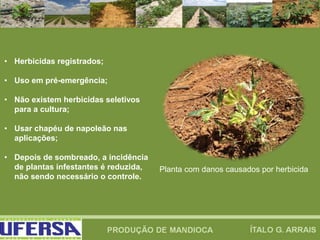 • Herbicidas registrados;
• Uso em pré-emergência;
• Não existem herbicidas seletivos
para a cultura;
• Usar chapéu de napoleão nas
aplicações;
• Depois de sombreado, a incidência
de plantas infestantes é reduzida,
não sendo necessário o controle.
Planta com danos causados por herbicida
 