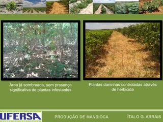 Área já sombreada, sem presença
significativa de plantas infestantes
Plantas daninhas controladas através
de herbicida
 