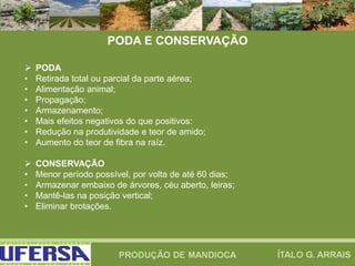 PODA E CONSERVAÇÃO
 PODA
• Retirada total ou parcial da parte aérea;
• Alimentação animal;
• Propagação;
• Armazenamento;
• Mais efeitos negativos do que positivos:
• Redução na produtividade e teor de amido;
• Aumento do teor de fibra na raíz.
 CONSERVAÇÃO
• Menor período possível, por volta de até 60 dias;
• Armazenar embaixo de árvores, céu aberto, leiras;
• Mantê-las na posição vertical;
• Eliminar brotações.
 