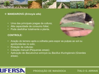  MANDAROVÁ (Erinnyis ello)
• Uma das principais pragas da cultura;
• Alta capacidade de consumo foliar;
• Pode desfolhar totalmente a planta.
CONTROLE:
• Aração do terreno após a colheita para expor as pulpas ao sol ou
aprofunda-las no solo;
• Rotação de culturas;
• Catação manual (Pequenas areas);
• Aplicação de Baculovirus erinnyis ou Bacillus thuringiensis (Grandes
areas).
 