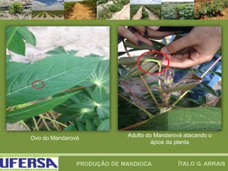 Ovo do Mandarová Adulto do Mandarová atacando o
ápice da planta
 