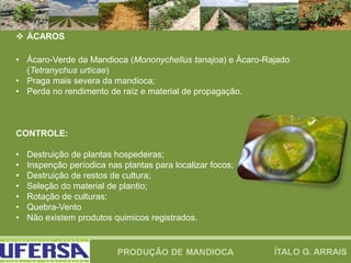  ÁCAROS
• Ácaro-Verde da Mandioca (Mononychellus tanajoa) e Ácaro-Rajado
(Tetranychus urticae)
• Praga mais severa da mandioca;
• Perda no rendimento de raíz e material de propagação.
CONTROLE:
• Destruição de plantas hospedeiras;
• Inspenção períodica nas plantas para localizar focos;
• Destruição de restos de cultura;
• Seleção do material de plantio;
• Rotação de culturas;
• Quebra-Vento
• Não existem produtos quimicos registrados.
 