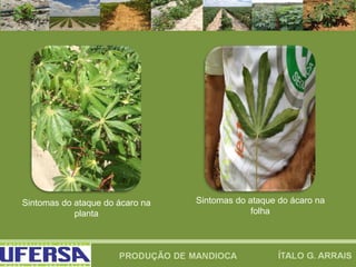 Sintomas do ataque do ácaro na
planta
Sintomas do ataque do ácaro na
folha
 