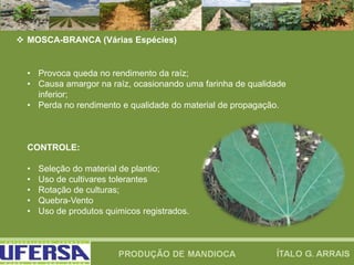  MOSCA-BRANCA (Várias Espécies)
• Provoca queda no rendimento da raíz;
• Causa amargor na raíz, ocasionando uma farinha de qualidade
inferior;
• Perda no rendimento e qualidade do material de propagação.
CONTROLE:
• Seleção do material de plantio;
• Uso de cultivares tolerantes
• Rotação de culturas;
• Quebra-Vento
• Uso de produtos quimicos registrados.
 