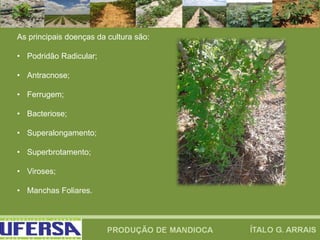 As principais doenças da cultura são:
• Podridão Radicular;
• Antracnose;
• Ferrugem;
• Bacteriose;
• Superalongamento;
• Superbrotamento;
• Viroses;
• Manchas Foliares.
 