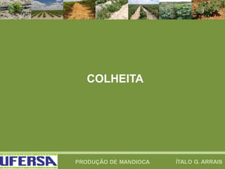 COLHEITA
 