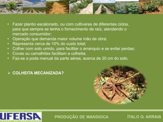 • Fazer plantio escalonado, ou com cultivares de diferentes ciclos,
para que sempre se tenha o fornecimento de raíz, atendendo o
mercado consumidor;
• Operação que demanda maior volume mão de obra;
• Representa cerca de 10% do custo total;
• Colher com solo umido, para facilitar o arranquio e se evitar perdas;
• Covas ou camalhões facilitam a colheita;
• Faz-se a poda manual da parte aérea, acerca de 20 cm do solo.
 COLHEITA MECANIZADA?
 