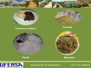 Consumo in Natura
Farinhas
Fécula Maniçoba
 