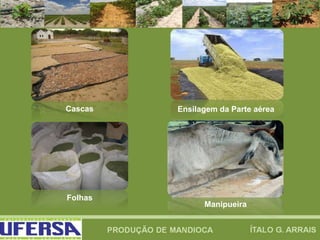 Folhas
Ensilagem da Parte aéreaCascas
Manipueira
 