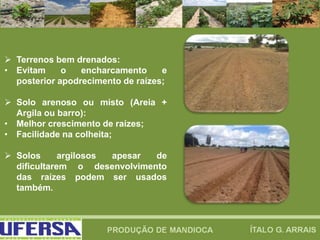  Terrenos bem drenados:
• Evitam o encharcamento e
posterior apodrecimento de raízes;
 Solo arenoso ou misto (Areia +
Argila ou barro):
• Melhor crescimento de raízes;
• Facilidade na colheita;
 Solos argilosos apesar de
dificultarem o desenvolvimento
das raízes podem ser usados
também.
 