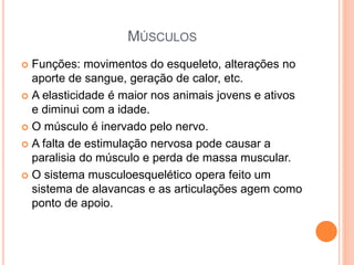 MÚSCULOS
 Funções: movimentos do esqueleto, alterações no
aporte de sangue, geração de calor, etc.
 A elasticidade é maior nos animais jovens e ativos
e diminui com a idade.
 O músculo é inervado pelo nervo.
 A falta de estimulação nervosa pode causar a
paralisia do músculo e perda de massa muscular.
 O sistema musculoesquelético opera feito um
sistema de alavancas e as articulações agem como
ponto de apoio.
 