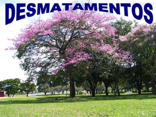 DESMATAMENTOS 