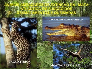 ANIMAIS AMEAÇADOS DE EXTINÇÃO DA  MATA ATLÂNTICA EM FUNÇÃO DOS DESMATAMENTOS E QUEIMADAS JACARÉ-DO-PAPO-AMARELO JAGUATIRICA MONO-CARVOEIRO 