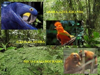 ARARA-AZUL-GRANDE GALO-DA-SERRA MICO-LEÃO-DOURADO 