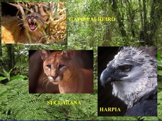 GATO-PALHEIRO SUÇUARANA HARPIA 