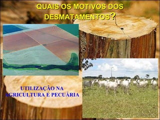 QUAIS OS MOTIVOS DOS DESMATAMENTOS ? UTILIZAÇÃO NA AGRICULTURA E PECUÁRIA 