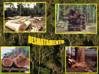 DESMATAMENTO 