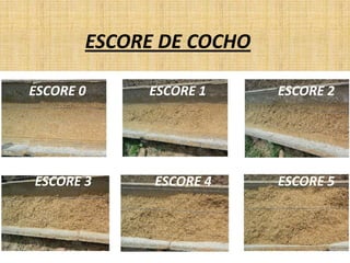 ESCORE DE COCHO

ESCORE 0    ESCORE 1     ESCORE 2




ESCORE 3     ESCORE 4    ESCORE 5
 