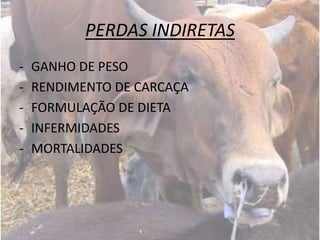 PERDAS INDIRETAS
-   GANHO DE PESO
-   RENDIMENTO DE CARCAÇA
-   FORMULAÇÃO DE DIETA
-   INFERMIDADES
-   MORTALIDADES
 