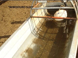 “BEBEDOURO SUJO”
 