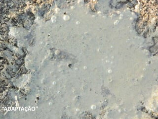 “ADAPTAÇÃO”
 