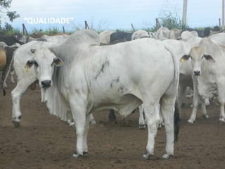 “QUALIDADE”
 
