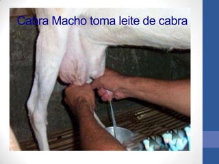 Cabra Macho toma leite de cabra
 