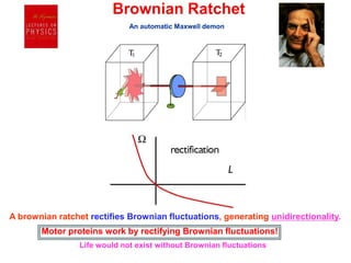 Brownian Ratchet
A brownian ratchet rectifies Brownian fluctuations, generating unidirectionality.
Motor proteins work by rectifying Brownian fluctuations!
An automatic Maxwell demon
Life would not exist without Brownian fluctuations
 