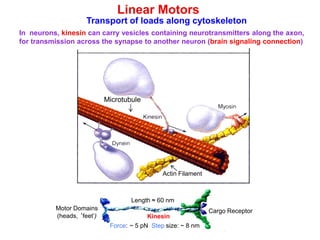 Linear Motors
Transport of loads along cytoskeleton
ActinaActina
Motor Domains
(heads, ‘feet’)
Cargo Receptor
Actin Filament
Microtubule
Force: ~ 5 pN Step size: ~ 8 nm
Kinesin
In neurons, kinesin can carry vesicles containing neurotransmitters along the axon,
for transmission across the synapse to another neuron (brain signaling connection)
Length ≈ 60 nm
 