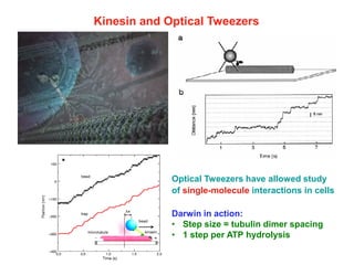 Kinesin and Optical Tweezers
Darwin in action:
• Step size = tubulin dimer spacing
• 1 step per ATP hydrolysis
Optical Tweezers have allowed study
of single-molecule interactions in cells
ººº
 